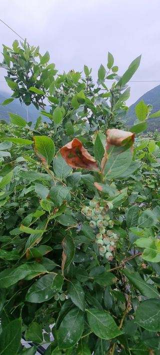 김창기님의 농사, 무엇이든 물어보세요! · 참여글 작성글 사진