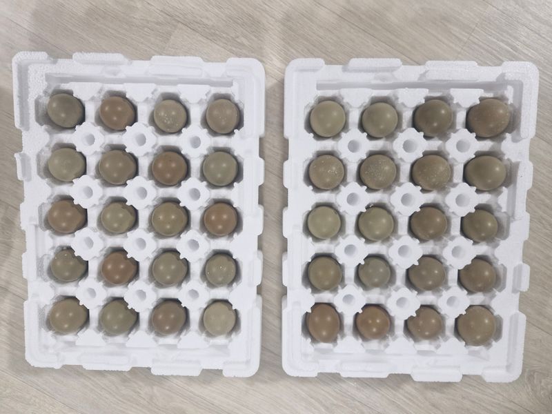 자연 愛 대풍농장님의 장터 판매 상품 [꿩알 30란 ] 첨부 사진