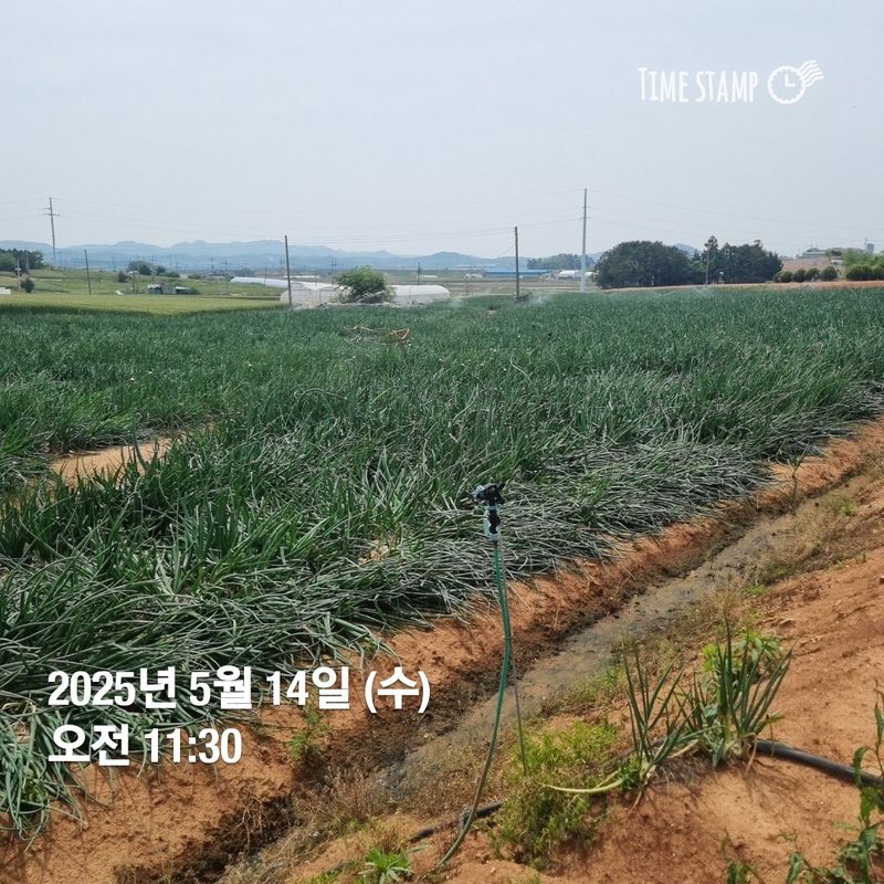 장터 상품 [자색양파. 완료] 썸네일