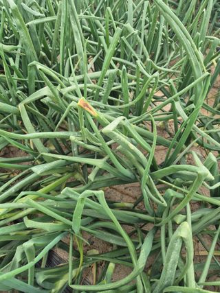 송광만님의 양파 · 자유게시판 작성글 사진