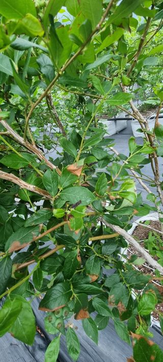 김창기님의 농사, 무엇이든 물어보세요! · 참여글 작성글 사진