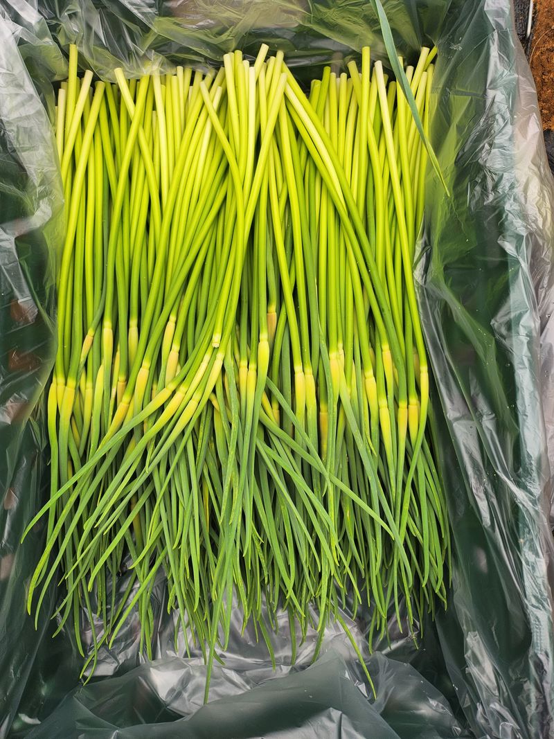 홍산농부님의 장터 판매 상품 [마늘쫑 1kg ] 첨부 사진