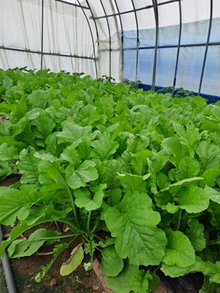 성실한 농부님의 자유주제 · 자유게시판 작성글 사진