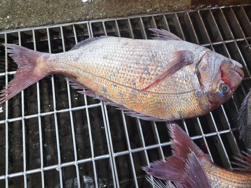 김진국님의 장터 판매 상품 [자연산 참돔회2kg] 첨부 사진