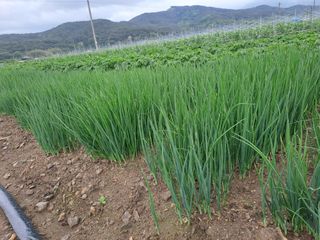 성실한 농부님의 자유주제 · 자유게시판 작성글 사진