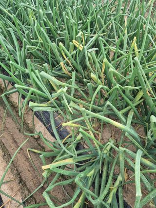 송광만님의 양파 · 자유게시판 작성글 사진