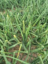 팜모닝 양파·자유게시판 게시글 이미지