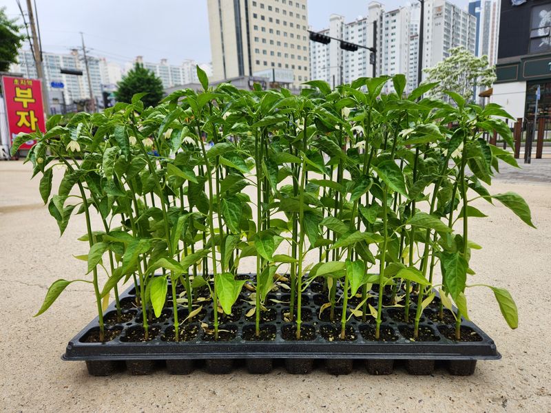 안산제일농약사님의 장터 판매 상품 [칼라탄골드 300주 마지막1분] 첨부 사진