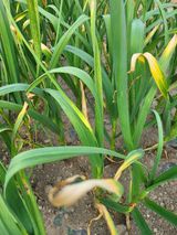 팜모닝 자유주제·자유게시판 게시글 이미지