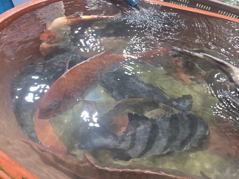 김진국님의 장터 판매 상품 [자연산 참돔회2kg] 첨부 사진