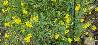 최월숙(왈순아지매)님의 자유주제 · 자유게시판 작성글 사진