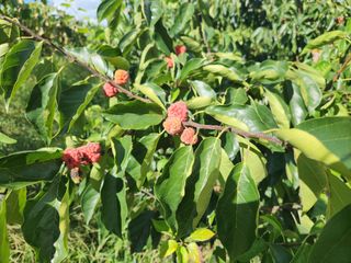 장수 팜 랜드님의 작성글 사진