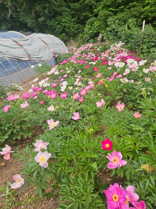 황강섭(낭산선인)님의 자유주제 · 사진전 작성글 사진