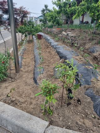 김용대님의 자유주제 · 자유게시판 작성글 사진