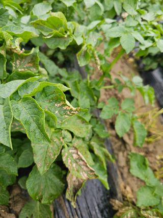 강화도농부남님의 자유주제 · 자유게시판 작성글 사진