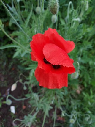 태일농산이정수님의 자유주제 · 자유게시판 작성글 사진