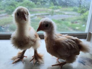 노아님의 자유주제 · 자유게시판 작성글 사진