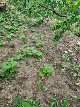 김용대님의 자유주제 · 자유게시판 작성글 사진