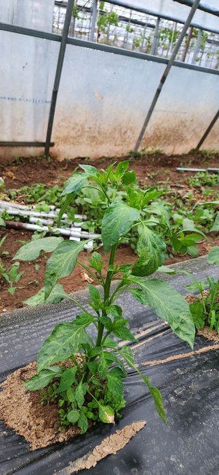 병아리농사꾼님의 농사, 무엇이든 물어보세요! · 참여글 작성글 사진