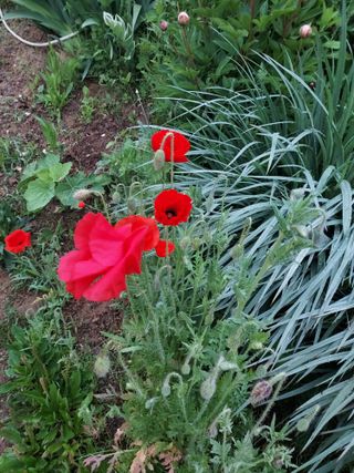 태일농산이정수님의 자유주제 · 자유게시판 작성글 사진