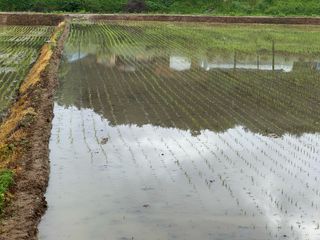 김혁식님의 농사, 무엇이든 물어보세요! · 참여글 작성글 사진