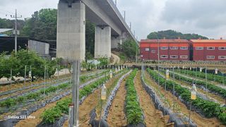 임일재님의 농사, 무엇이든 물어보세요! · 참여글 작성글 사진