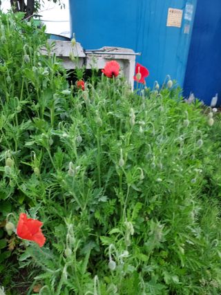 태일농산이정수님의 자유주제 · 자유게시판 작성글 사진