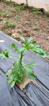 팜모닝 농사, 무엇이든 물어보세요!·참여글 게시글 이미지