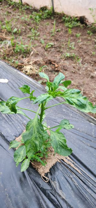 병아리농사꾼님의 농사, 무엇이든 물어보세요! · 참여글 작성글 사진