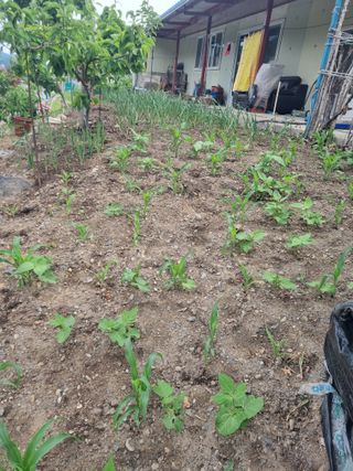 김용대님의 자유주제 · 자유게시판 작성글 사진