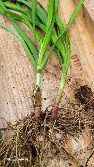 박형서님의 농사, 무엇이든 물어보세요! · 참여글 작성글 사진