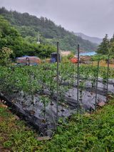 팜모닝 자유주제·자유게시판 게시글 이미지