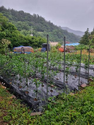 이남신님의 자유주제 · 자유게시판 작성글 사진