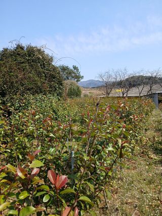 홍가시나무님의 자유주제 · 자유게시판 작성글 사진