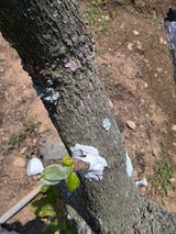 팜모닝 자유주제·자유게시판 게시글 이미지