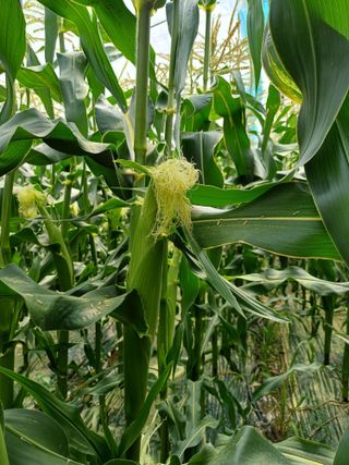 부농이네(이나영)님의 자유주제 · 자유게시판 작성글 사진