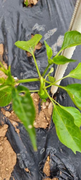 김안재님의 농사, 무엇이든 물어보세요! · 참여글 작성글 사진