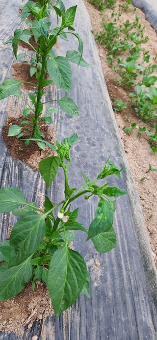 병아리농사꾼님의 농사, 무엇이든 물어보세요! · 참여글 작성글 사진