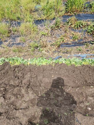 낙엽교목류22380님의 농사, 무엇이든 물어보세요! · 참여글 작성글 사진