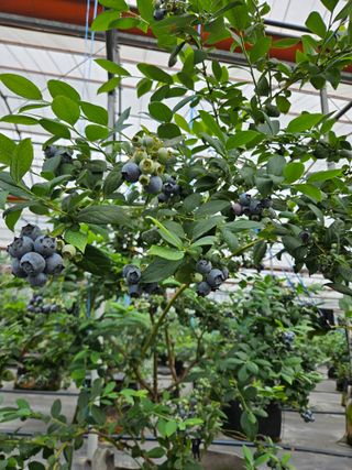 제주 지안이네농장님의 자유주제 · 자유게시판 작성글 사진