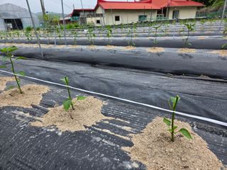 장두학님의 자유주제 · 자유게시판 작성글 사진