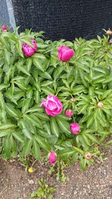 팜모닝 자유주제·자유게시판 게시글 이미지