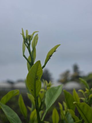 매실25557님의 귤 · 비료•농약 작성글 사진