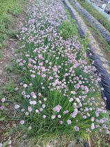 팜모닝 · 게시글 이미지