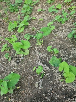 김용대님의 자유주제 · 자유게시판 작성글 사진