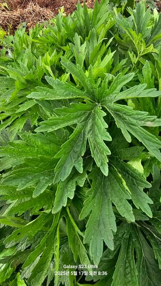 양경희님의 자유주제 · 자유게시판 작성글 사진