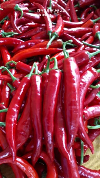 채종원님의 농사, 무엇이든 물어보세요! · 참여글 작성글 사진