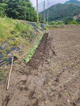 팜모닝 농사, 무엇이든 물어보세요!·참여글 게시글 이미지