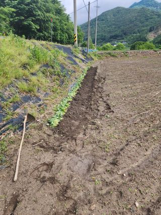 낙엽교목류22380님의 농사, 무엇이든 물어보세요! · 참여글 작성글 사진