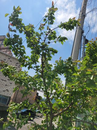 땅땅님의 마늘 · 일상 작성글 사진